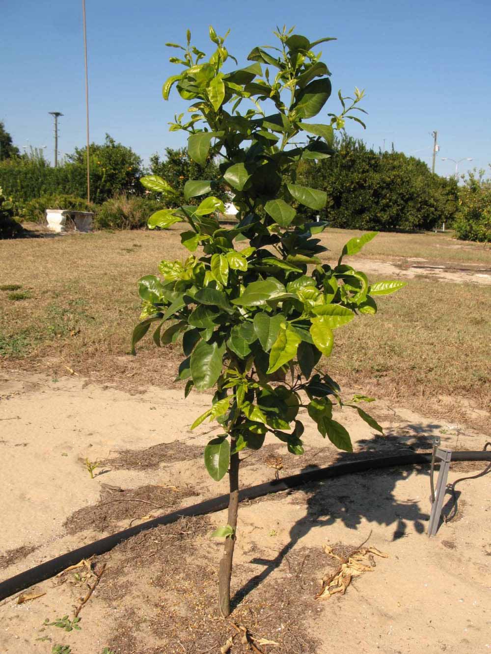              Habit (Winter Haven, FL)       